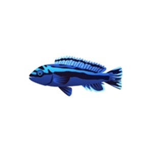 Blue Johanni Cichlid